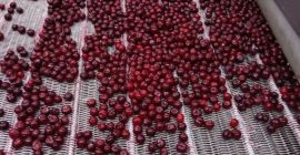 Ofrecemos cerezas congeladas con hueso de alta calidad, producidas