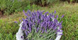 Lavanda cortada de cultivo natural, tanto de hoja estrecha