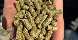 Los pellets de alfalfa son un alimento animal de