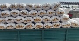 La cooperativa agrícola vende papas blancas nuevas rumanas de