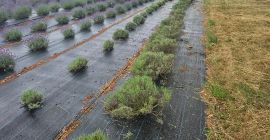 Cortar la lavanda o solo la flor