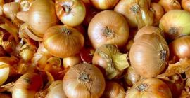 Cebolla plana, cultivo propio 2025
