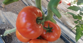 Vendo tomates frescos y sabrosos del sol, recogidos al