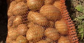 El productor ofrece patatas blancas en grandes cantidades. Calibre