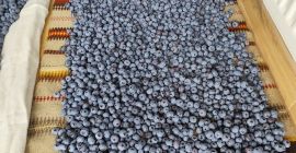 Hola, vendo arándanos de mi propia plantación. Son muy