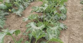 Hola, vendo calabacín verde. Precio: 2 PLN por kg,