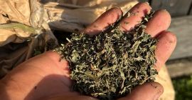 Vendo menta piperita seca y triturada. Precio negociable.