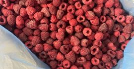 Venta de frambuesas congeladas de primera calidad (IQF). Ofrecemos