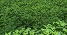 Menta holandesa de alta calidad ¡Cultivo en áreas protegidas!