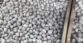 Arándanos americanos en venta. De 1 a 5 toneladas.