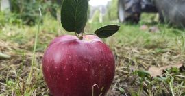 manzanas orgánicas de buena calidad