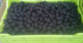 Vendo moras de la variedad dulce Tri Krone y