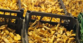 Rebozuelos frescos disponibles 500kg