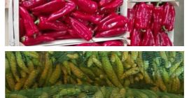 De agosto a octubre, ofrecemos pimiento rojo kapia para