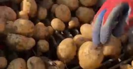 Vendo papas al consumidor en grandes cantidades, ¡más de