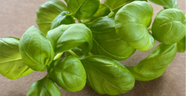 Necesitamos un suministro de albahaca genovesa (Ocimum basilicum) durante