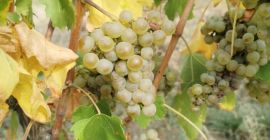 Uvas húngaras de alta calidad, como Leányka/Dziewczynka (blanca, variedad