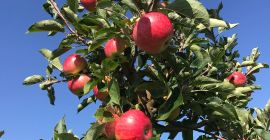 Se venden manzanas variedad Discovery