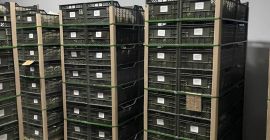 Exportación de melón fresco de Uzbekistán 1 kg -