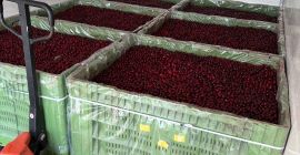 Esta temporada, ofrecemos guindas de calidad industrial de la