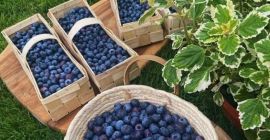 Arándanos directamente de una plantación local, orgánicos, sin pulverizar.