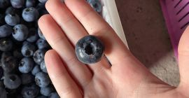 ¡Hola! Vendo arándanos recién cosechados a mano. La fruta