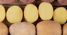 Papas albanesas frescas: la temporada comienza en 3 meses.