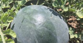 Español Sandía fresca de Lorca (Murcia), cultivada bajo el