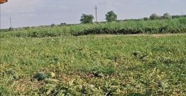 Vendo sandía (lubenita) Mirsini F1 Mancha negra Luisitana Bryxberry