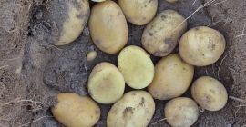 Somos productores de papas de las variedades Agata y