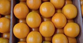 Raees Group presenta la naranja: ¡una fruta deliciosa con