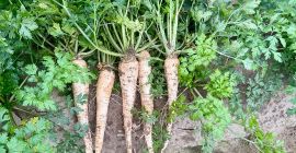 Tengo perejil largo muy bonito para la venta.