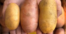 Las patatas son Red Lady, Queen Anne y Prada.