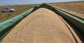 GARBANZOS A GRANEL EN VENTA – CALIDAD PREMIUM Ofrecido