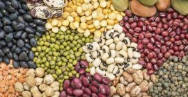 Exportación de todo tipo de frijoles desde Uzbekistán: frijoles