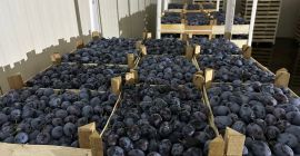 CIRUELAS FRESCAS PITESTEANCA, LEPOTITA, KABARDINCA. ORIGEN MOLDAVIA. EXW