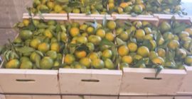Tenemos mandarinas Satsumas (Iwasakis, okitsus, satsumas). Estas son las