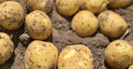 Le invitamos a comprar patatas polacas frescas de nuestra