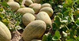 Ofrecemos una amplia gama de productos alimenticios: sandías frescas,