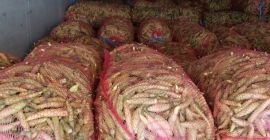 De agosto a octubre, ofrecemos pimiento rojo kapia para