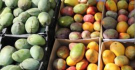 Vendo mango egipcio, el mejor del mundo. Directamente del