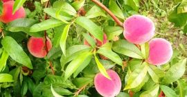 Vendo durazno 1-2 clase - industrial [teléfono]