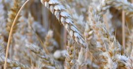 Trigo de calidad alimentaria, suelto, proteína 15+, gluten 33+,