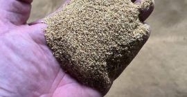 Vendo DDGS (Granos secos de destilería con solubles) –