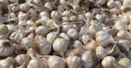 Ajo grande 1,7 lej Ajo pequeño 1,3 lej Para