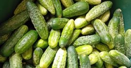 Vendo pepinos de mi propio cultivo.