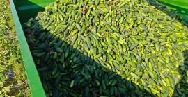 Vendo pepinos de campo de 9-12 cm, de 3