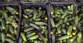 Pepinos de campo tel [teléfono]