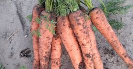 Venderé zanahorias, tamaño 4+, sanas, largas, cantidades de camión,