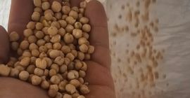 Cosecha de garbanzos 2025